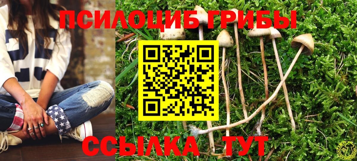 Галлюциногенные грибы Psilocybine cubensis Горно-Алтайск
